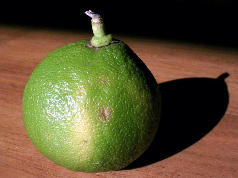 Fruto de bergamota de Calabria.