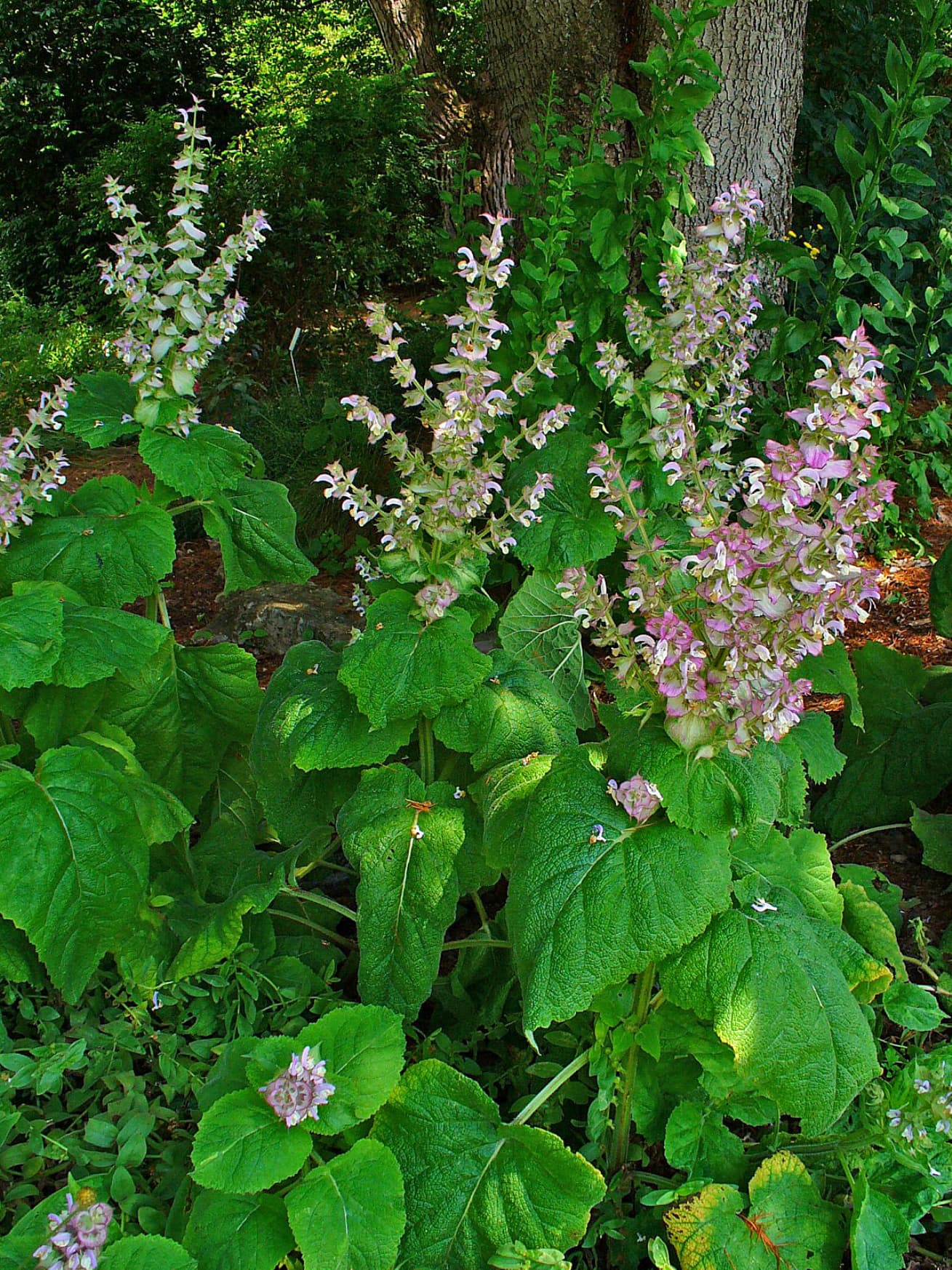Planta de Salvia sclarea (salvia romana), de cuyo esclareol deriva la ruta sintética del ambroxan.