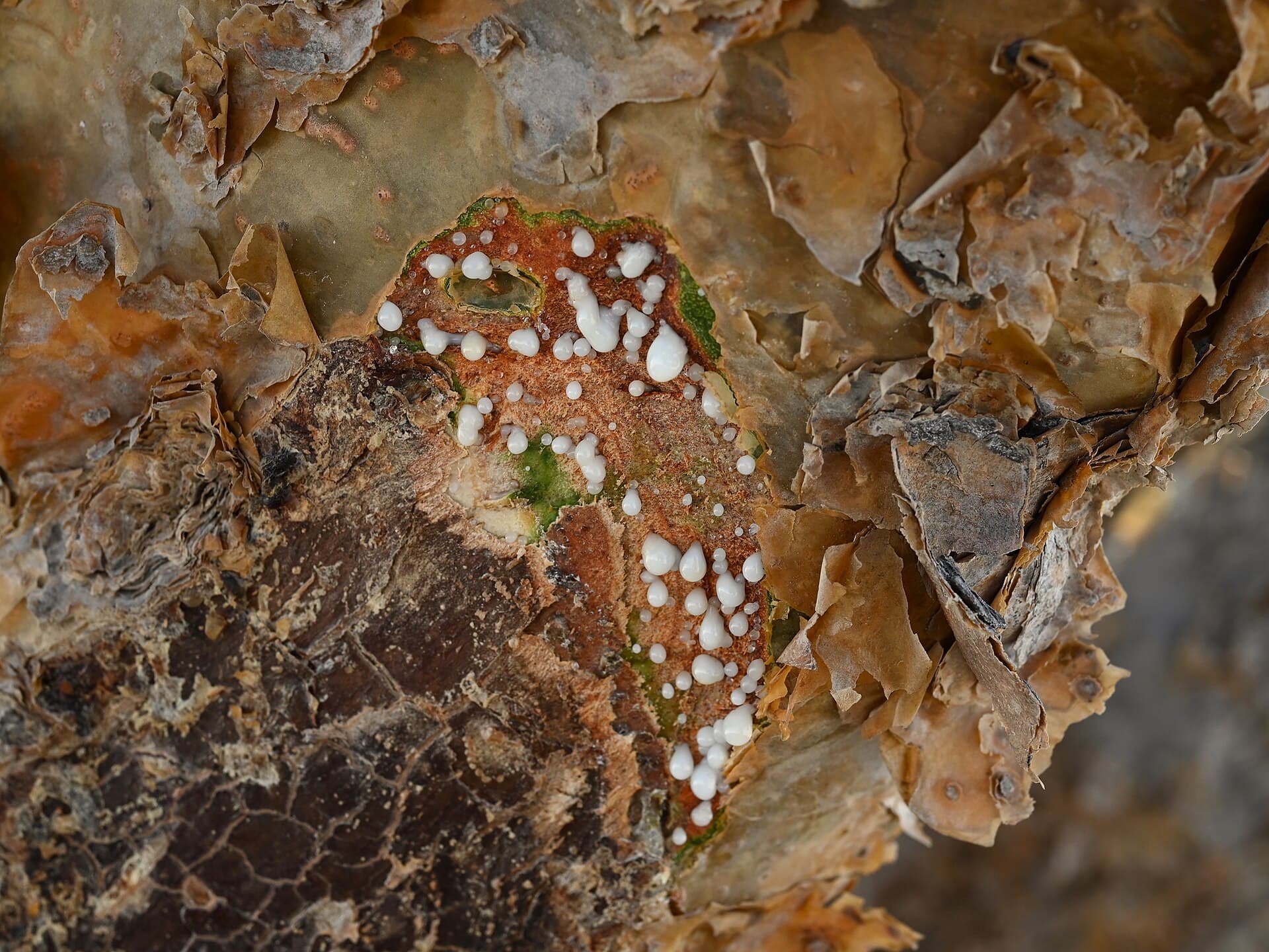 Boswellia sacra, el árbol del incienso, en Wadi Dowkah, Dhofar, Omán.