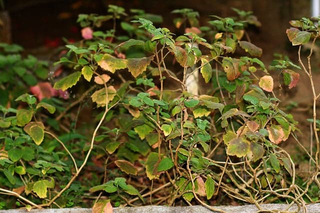 Planta de pachulí, Pogostemon cablin, fotografiada en Seychelles.