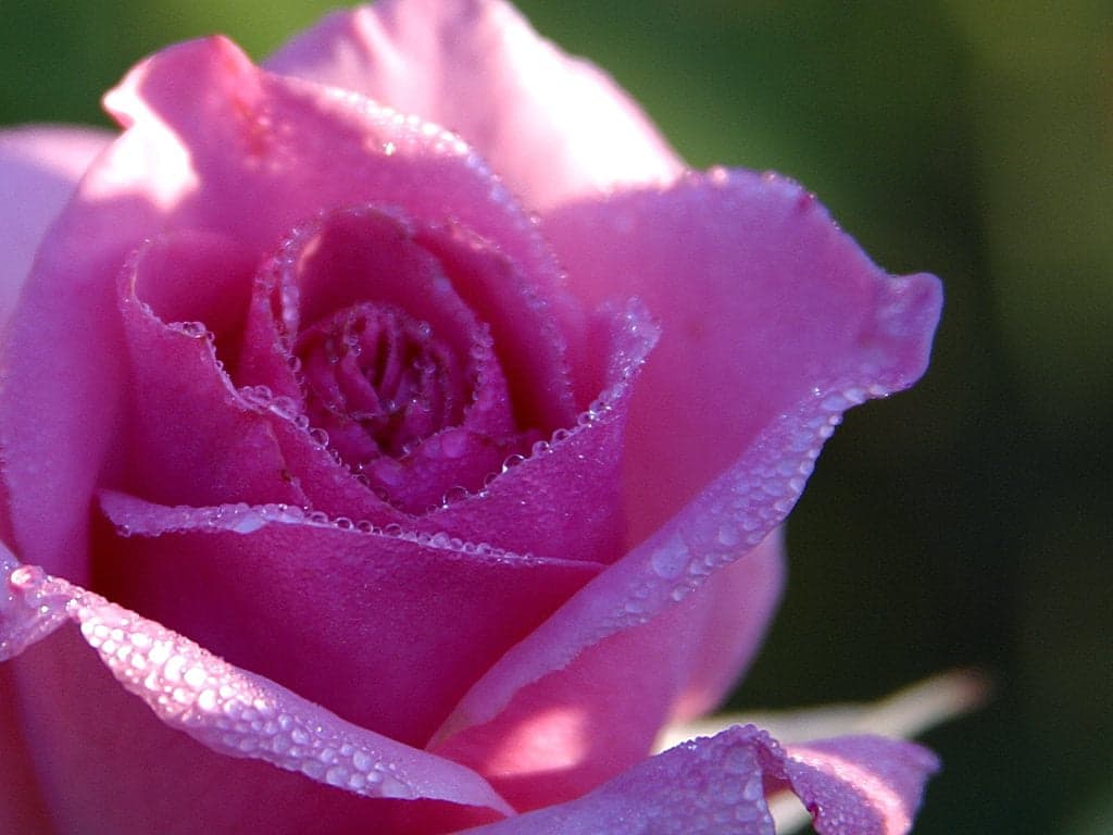 Primer plano documental de una rosa rosada.