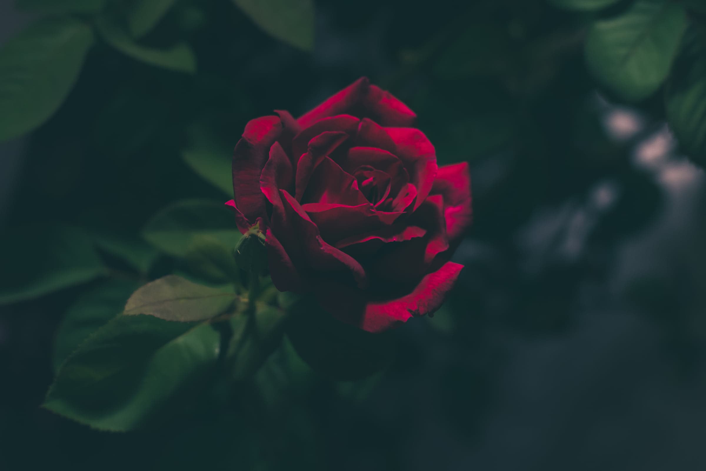 Rosa rojo profundo, imagen editorial asociada al trabajo floral de Dominique Ropion.
